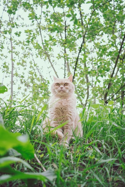 白昼绿草上的白猫